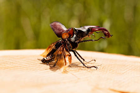stag beetle on the stump with wings outspread, note shallow dept of fieldの写真素材