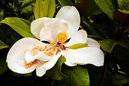 Closeup of beautiful white magnolia flowerの写真素材