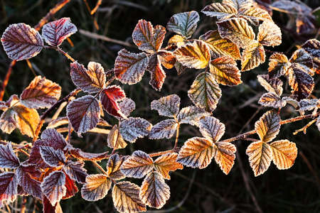 a variety of plants in the field the slainの写真素材