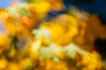Green and goldenbrown leafs on dark natural background; blurred 100%の写真素材