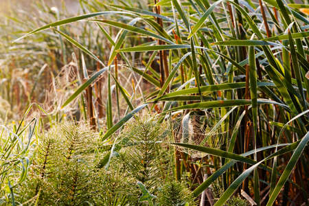 Closeup of a green reed on foggy morning
