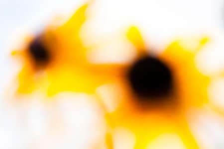 blurred yellow flower  on the white  background, for blurred backgroundの写真素材