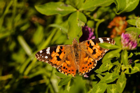 largel ginger butterfly on flower with spread wings, note shallow dept of fieldの写真素材