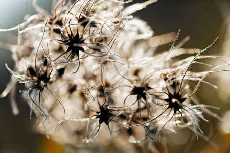 white dandelion with the green background, note shallow depth of fieldの写真素材