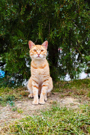 Domestic ginger cat sitting under the tree and watchingの写真素材