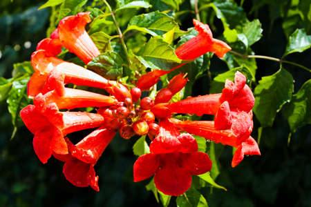 Beautiful red flowers of the trumpet vine or trumpet creeper