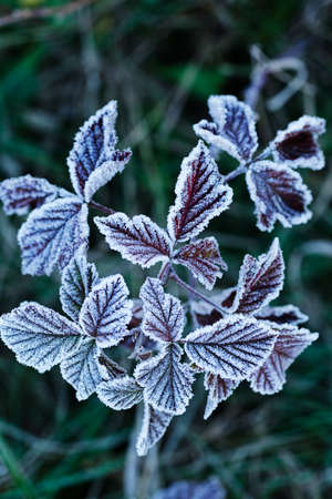 a variety of plants in the field the slain, note shallow depth of fieldの写真素材