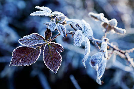leaves under thatch, note shallow depth of fieldの写真素材