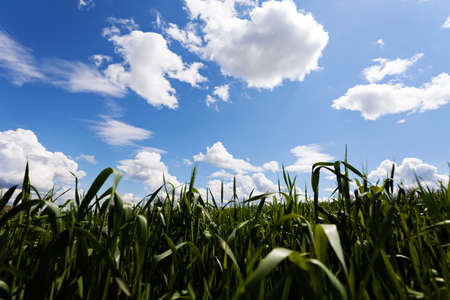 Cornfield with blue sky and white clouds in backgroundの写真素材