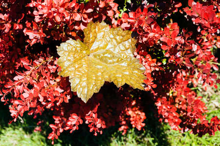 Autumn leaves, note shallow depth of field