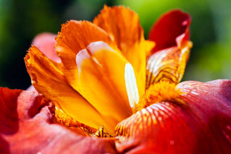 Closeup of burgundy red bearded iris flower in bloom