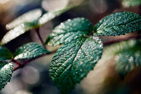 Closeup of blackberry leafs on natural dark background; note shallow depth of fieldの写真素材