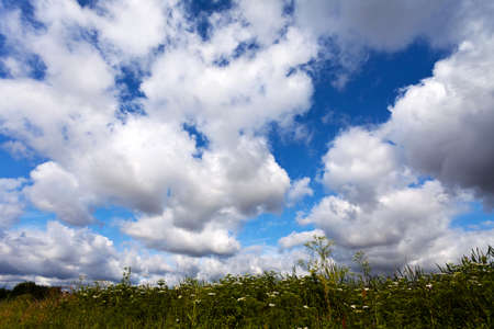 Meadow on a cloudy summer dayの写真素材
