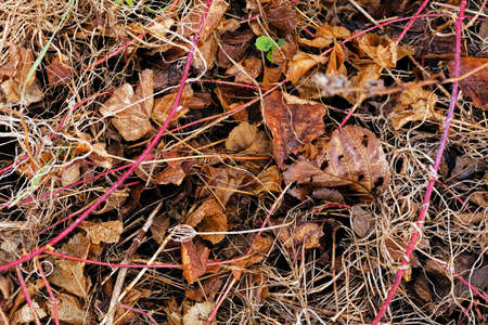 autumn leaves