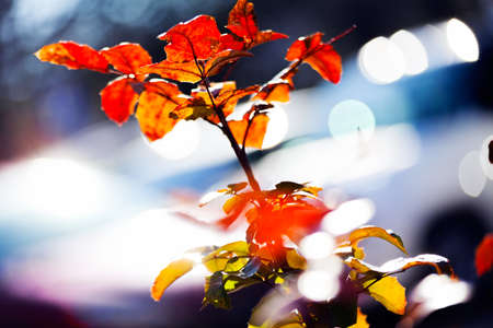 Red leafs of mahonia closeup; note shallow depth of field.