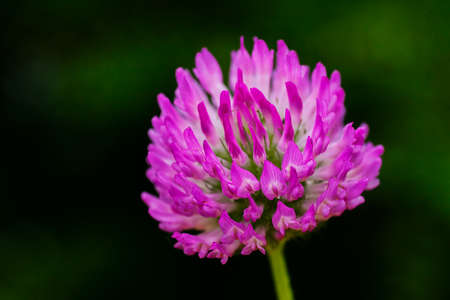 Clover flower, on natural background; note shallow depth of fieldの写真素材