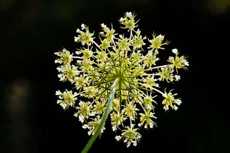 Cluster of small white flowers on black background
