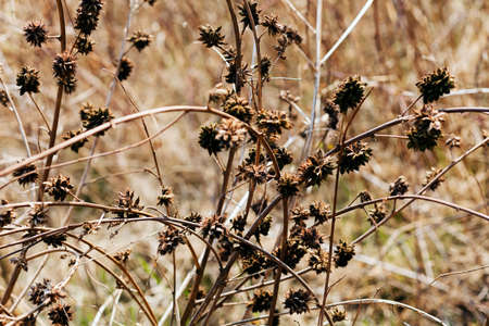 grass in autumn or spring, note shallow depth of field