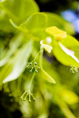linden tree with buds, note shallow depth of fieldの写真素材