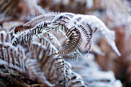 a variety of plants in the field the slain, note shallow depth of fieldの写真素材