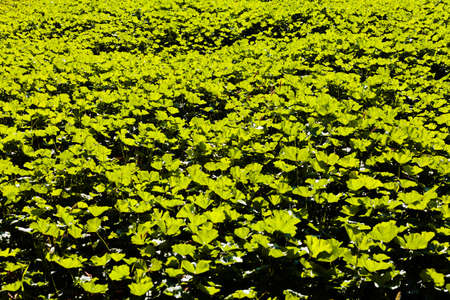 Field of green grass
