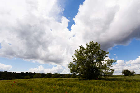 clouds, cloudy day, note shallow depth of fieldの写真素材