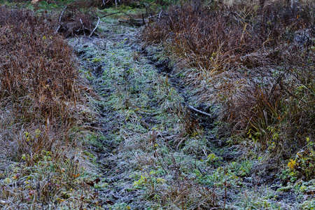 dry grass in autumnの写真素材