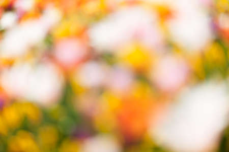 abstraction brightness of flowers of bright colors, for blurred backgroundの写真素材