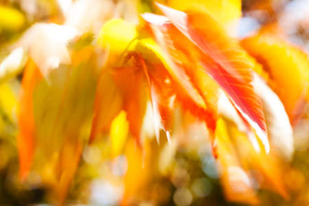 Abstract red and yellow leaves natural background, blurred 100%の写真素材