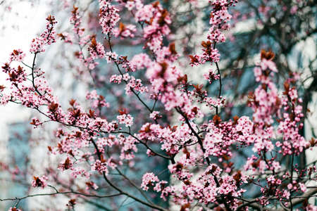tree with pink blossoms in the city, note shallow depth of fieldの写真素材