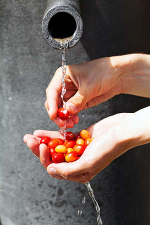 red and yellow leaves in the hands of, washing with water, note shallow depth of fieldの写真素材