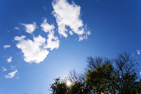 View of a treetop and clear blue sky with small white cloudsの写真素材