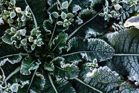 a variety of plants in the field the slain, note shallow depth of fieldの写真素材