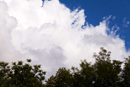 White cloud and part of treetop against deep blue skyの写真素材