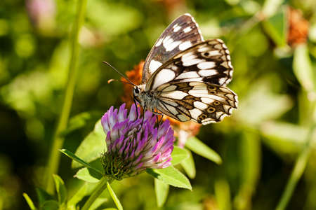 Limenitis camilla butterfly on flower with spread wings, note shallow dept of fieldの写真素材