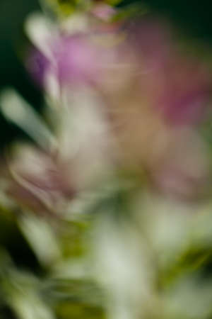 abstract plant in the field, note shallow depth of fieldの写真素材