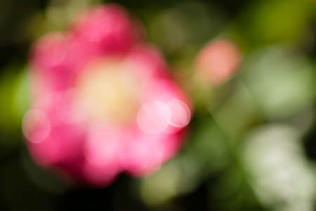 abstract pink flower in the field, for blurred backgroundの写真素材