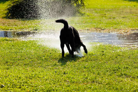 Black labrador playing in a flooded dogparkの写真素材
