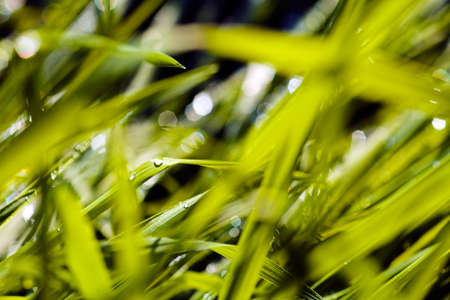 Blades of grass with morning dew; note shallow depth of field