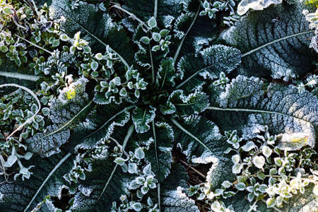 a variety of plants in the field the slain, note shallow depth of fieldの写真素材