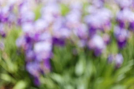 Abstraction purple  flowers, for blurred backgroundの写真素材