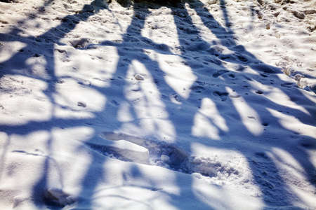 Shadow of a tree branches on white snow in the parkの写真素材