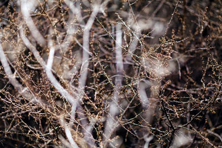 shoots, buds in the beginning of spring, note shallow depth of field