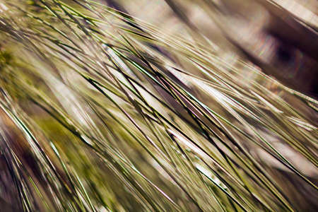 Pine tree branch and blurred background; shallow depth of field