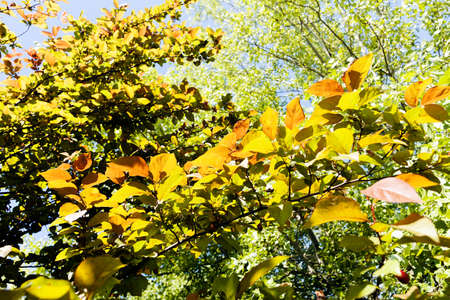 autumn leaves on a sunny day, note shallow depth of field