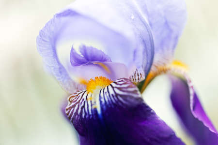 Close up of iris, purple with golden orange stamen; floral background, greeting card