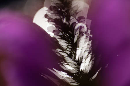 Abstraction of unusualy pink flower on the blurr background, for blurred background