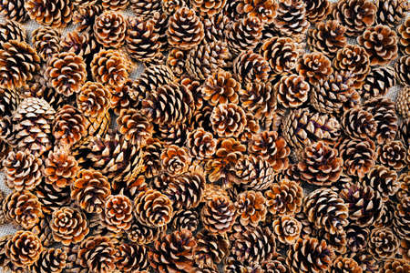 Brown pine cones as a backgroundの写真素材