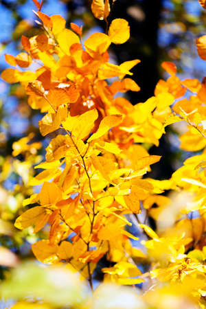 leaves under salt and dew red color in autumn,note shallow depth of field