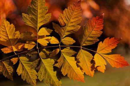 autumn leaf in the colors of autumn, note shallow depth of field